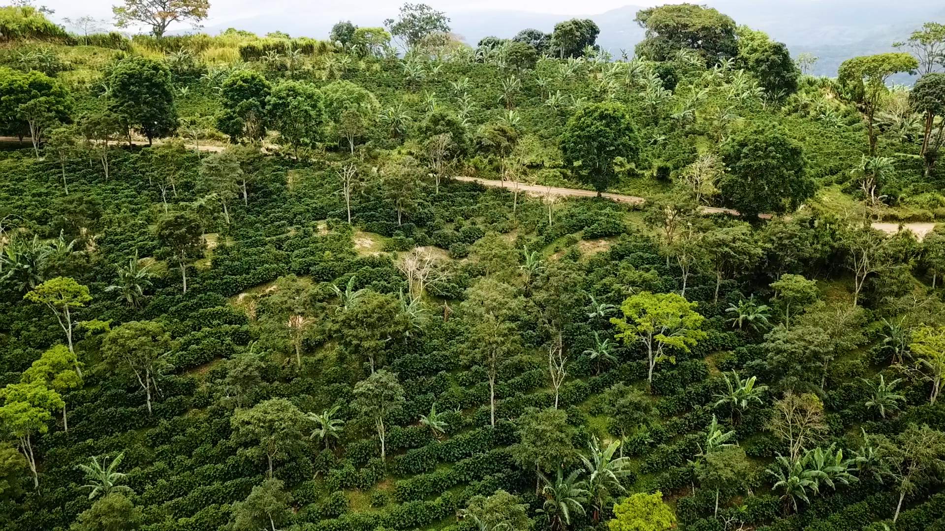 La Cumplida shows how coffee can restore ecosystems and economies
