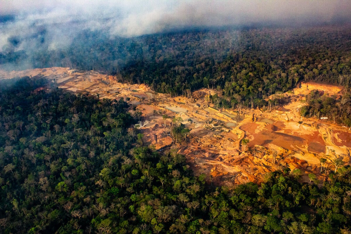9 out of 10 people think protecting forests is critical. Here’s what you can do to stop forest destruction! 