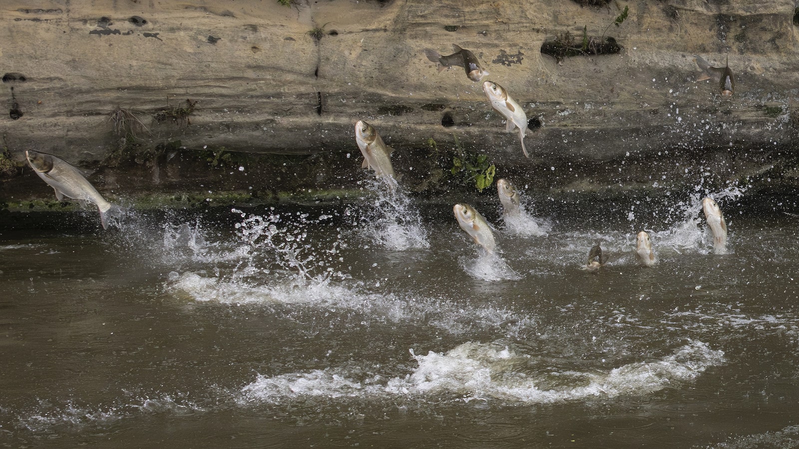 Illinois clears major hurdle in containing an invasive fish