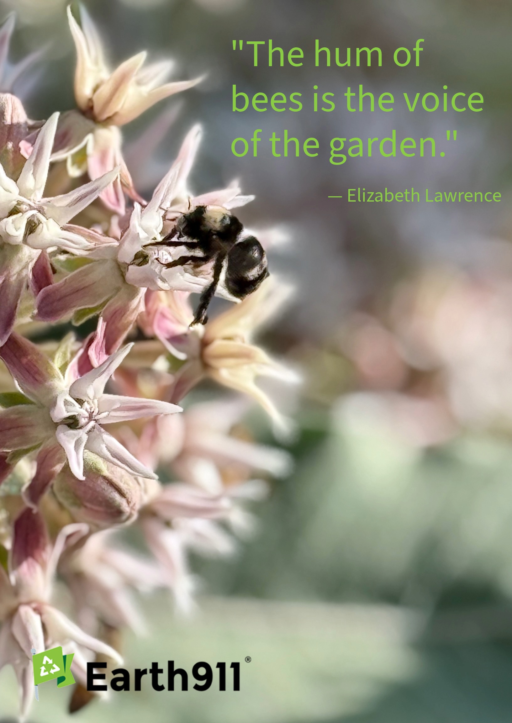 Earth911 Inspiration: The Hum of Bees