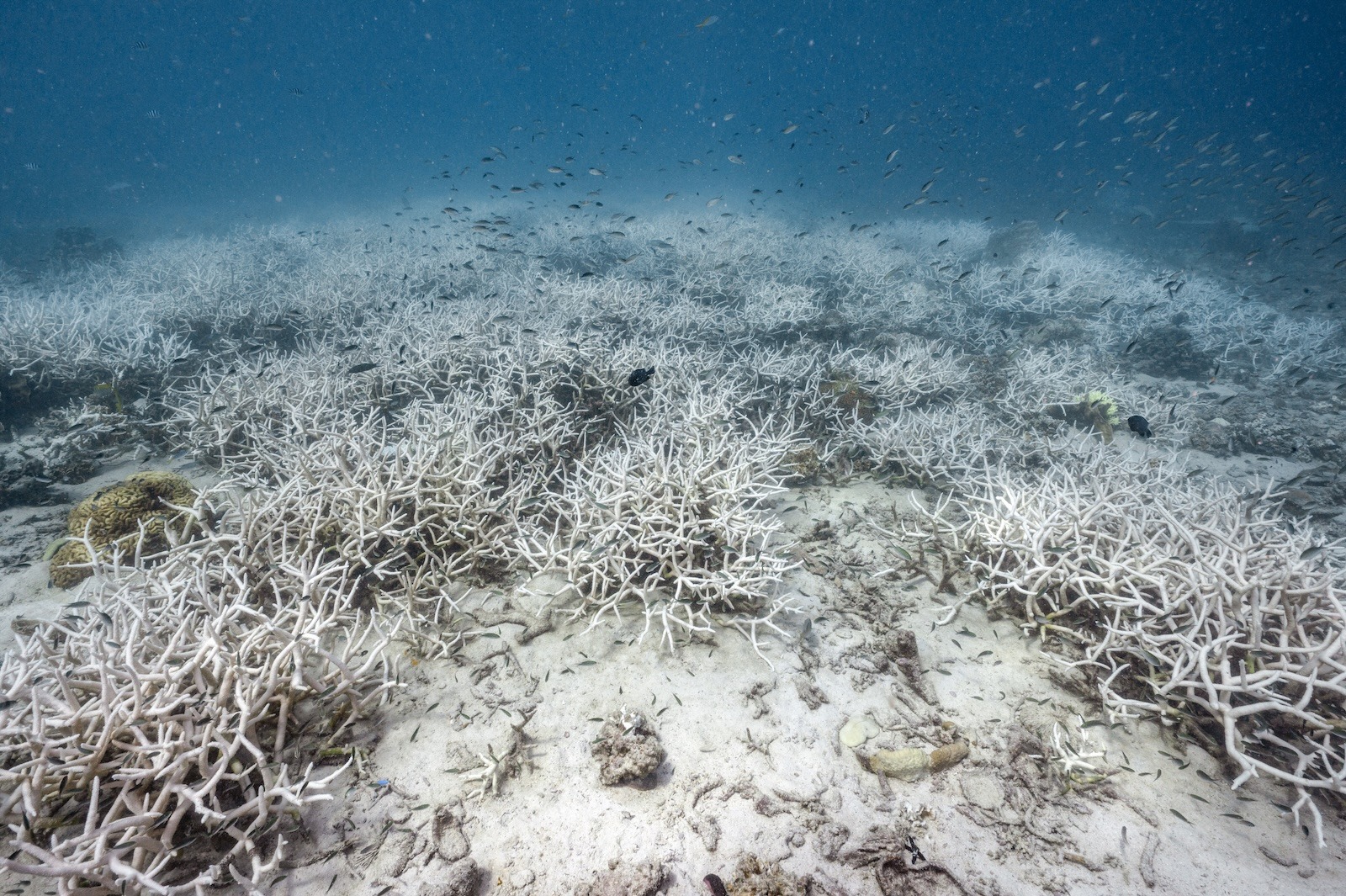 Corals are disappearing, pushing Earth to first major ‘tipping point’