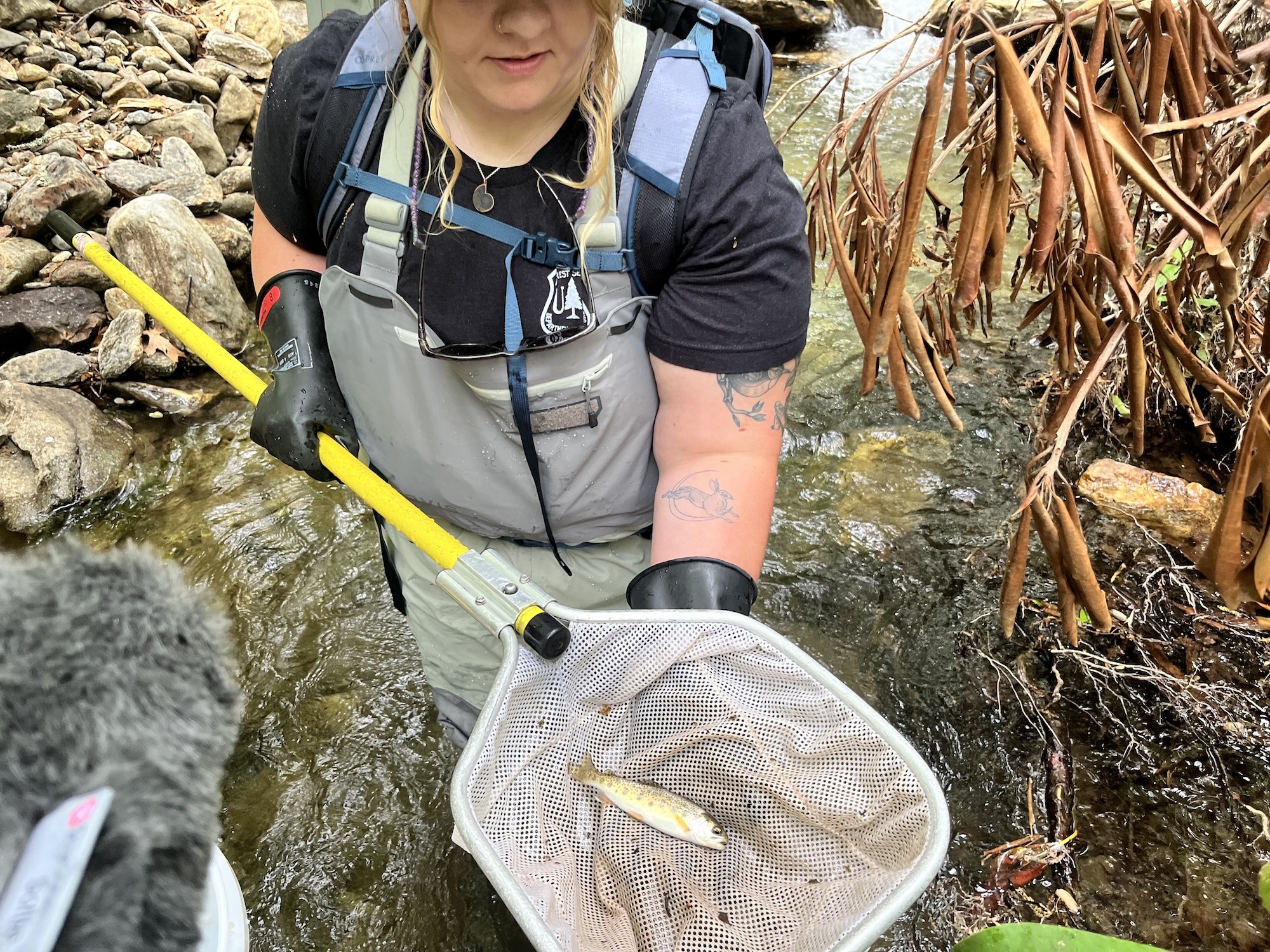 The struggle to save Appalachia’s native brook trout